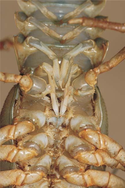 Dimorfism sexual - toracele şi abdomenul, vedere ventrală Mascul primele două perechi de pleopode sunt