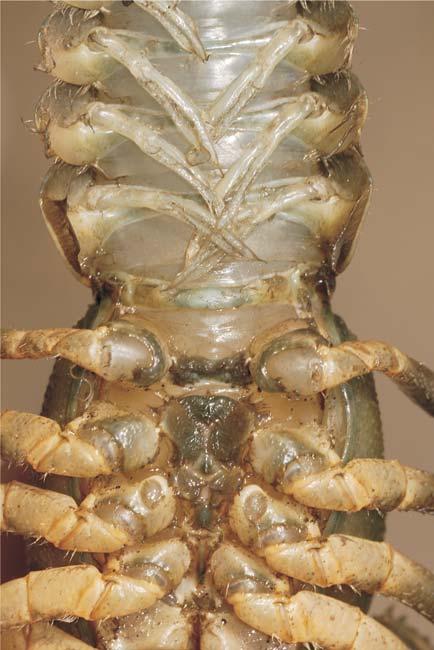 perechii a V-a de picioare Femelă prima pereche de pleopode este rudimentară, celelalte sunt aproximativ egale
