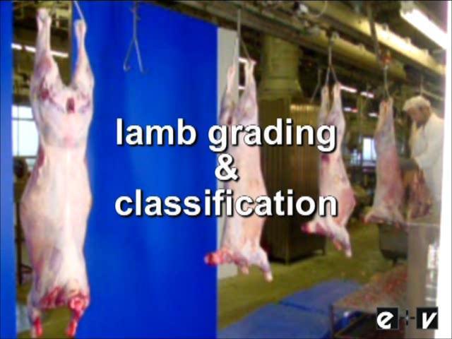 Sheep/lamb/veal carcass grading VSS2000-2 camera station at the end of the slaughter line - side view and back view - up to 800 carcasses per hour - measurements lengths, angles, areas, colors -