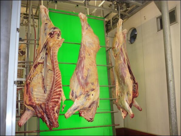 Beef carcass grading in the slaughter line VBS2000 4. approval 5.