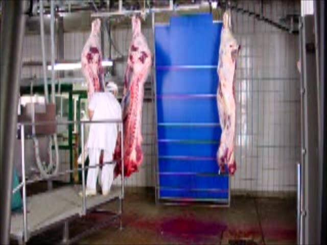 Beef carcass grading in the slaughter line VBS2000 7. Carcass report e.g. on a smart phone 8.