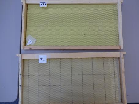 punch out corner - STATION 8. Two common tools every beekeeper should own are shown 8A. (2 pts) Give two practical uses for item 8A 1) lift frames and 2) separate boxes. 8B.