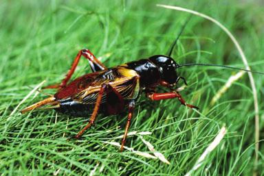 All insects have three body parts and six legs.