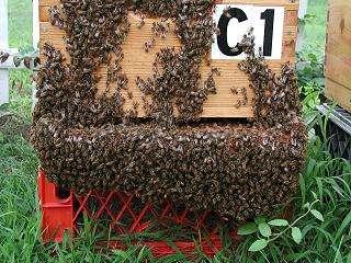 This hive is really congested or