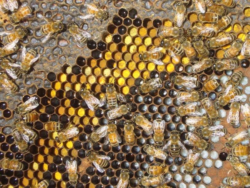 Honey Open nectar