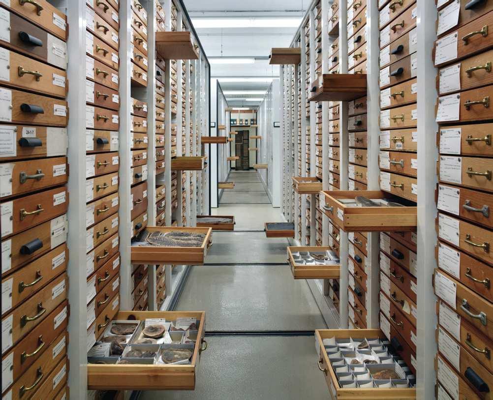 since the World s Columbian Exposition in 1893. Zoology and the Third Floor: Dig into one of the non-public collections areas with a museum curatorial staff member leading the way.