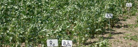 estimarea cantitativă a azotului fixat; -stabilirea rolului leguminoaselor anuale de toamnă în structura de cultivare a altor specii furajere anuale