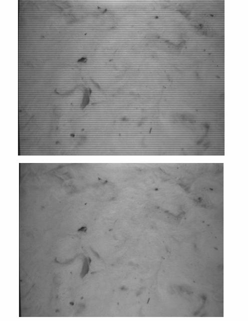 Figure 24 : Cotton Sample Image with