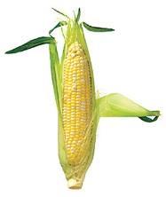 AP Statistics Sec.: An Exercise in Sampling: The Corn Field Name: A farmer has planted a new field for corn. It is a rectangular plot of land with a river that runs along the right side of the field.
