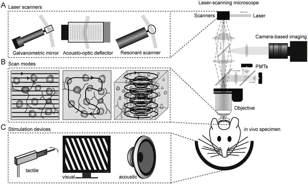 D. Langer et al. / Journal of Neuroscience Methods 215 (2013) 38 52 39 sensory-evoked and behavior-related activity in local neuronal populations of rodent neocortex (e.g., Dombeck et al.