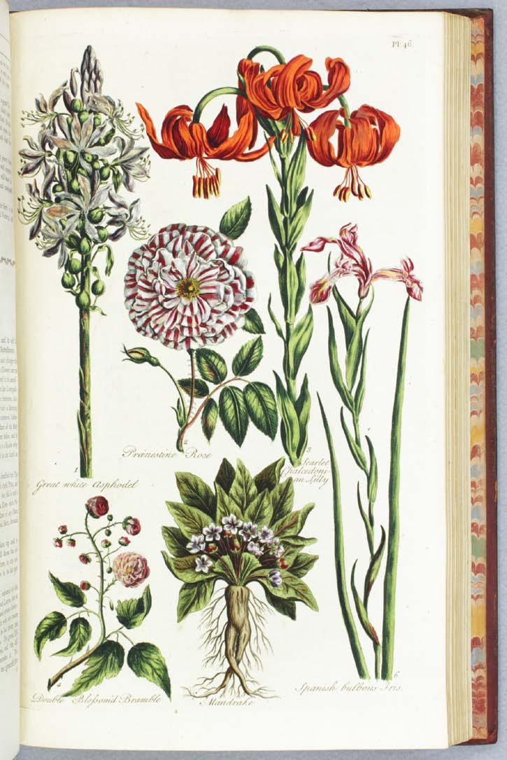 WITH allegorical frontispiece and 60 ENGRAVED PLATES OF FLOWERS, ALL BEAUTIFULLY COLORED BY A CONTEMPORARY HAND. Henrey III, 776; Nissen BBI 880; Dunthorne 129; "Great Flower Books," p.