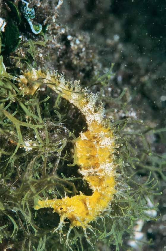 52 Seahorse (Hippocampus ramulosus) northern Adriatic A lovely inhabitant of the sea, this fish of unusual appearance was photographed in the shallows, at a depth of no more than a metre.