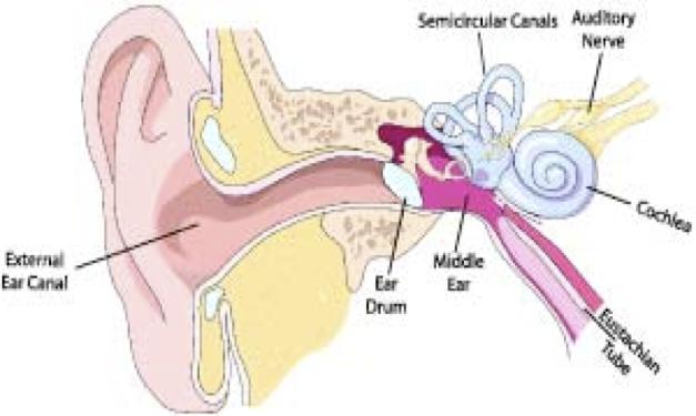 The human auditory system Incoming sound generates a wave in the fluid filled cochlea (causing the basilar membrane to