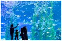 aquarium in Korea in a 11,240m2 area, with a viewing distance length of 840m The longest underwater tunnel and viewing window in Korea A wide variety of marine organisms 55,000 of 650 species from