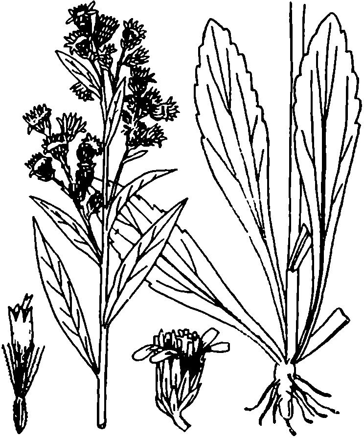 LOGICA CLASIFICARILOR TOTiEMICE 193 Fig. 2. Solida.go vtrga aurea (după Bulleti-n of the Torrey Botanica! Club, Lancaster, Pa., Mai 1893, voi. XX,.nr. 5.
