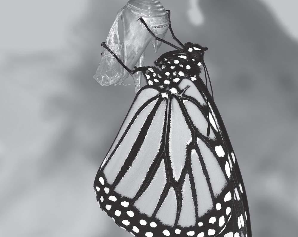 UNIT 1 Stories of Change Visual Prompt: A butterfly goes through several changes in its life.