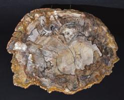 Limestone, a large and impressive display fossil at approximately 18.