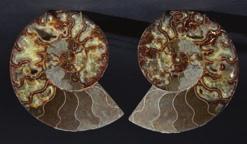 Madagascar and is a very impressive item, an interiors piece. (1) 100-150 Lot 87 Lot 88 85* Large Fossil Wood Slice.