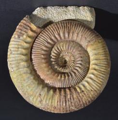 89* Stephanoceras Ammonite.
