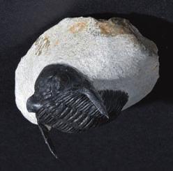 An Androgynoceras which has been prepared in its original rock or nodule, these specimens are prepared without knowing what is in the rock, sometimes finding a