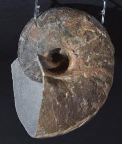 97* Nautilus, from Lyme Regis, UK, a very large Nautilus from the Jurassic coast, measuring 28cm across and preserved in