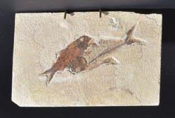 Lot 108 Lot 111 108* Fossil fish plaque (Knightia & Diplomystus),