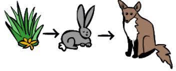 6. Look at the food chain. grass rabbit fox Explain: How do foxes get energy? 7. Write 2 examples of a living thing causing a change to an environment: 8. Write 4 examples of herbivores: 9.