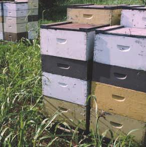 Beekeepers use special hives that are made out of wood.