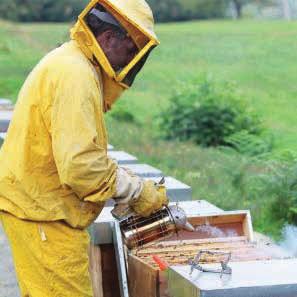 The beekeeper checks for eggs and young bees.