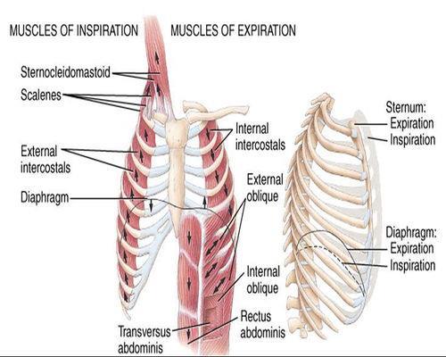Suspension No parallel in natural breathing Momentary suspension to prepare breathing support mechanism Equilibrium/antagonism between inspiratory muscles and