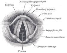 Epiglottis acts as a valve to protect esophagus False folds (ventricular) and vocal folds used to regulate air when