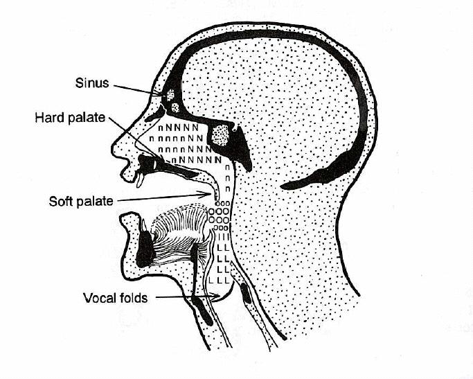 2. Oral cavity 3.