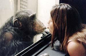 N091-241-3-1 9 0 Animals have their own language. B 1 Like people, animals have different characters. 2 Chimpanzees express their feelings through combinations of sounds.