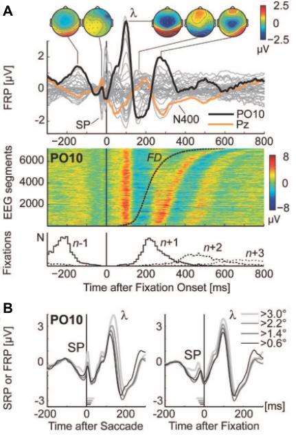 Figure 4. The fixation-related potential (FRP): illustrations of postsaccadic neural response (for explanation, see text). (Dimigen et al. 2011) Deflections of the FRP.
