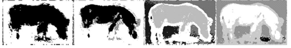 Segmentation with EM Original image EM segmentation