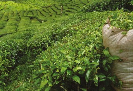 nostru verde este obținut printr-un procedeu de extragere în apă, pentru a-ți oferi toată gama de compuşi întâlniți în ceaiul verde O ceaşcă de Băutură Instant pe bază de plante conține