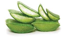 Produsele de îngrijire a corpului din gama Herbal Aloe sunt rapid absorbite în piele, asigurându-i o hidratare de durată.