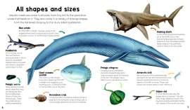 Learn about all kinds of animals from seas, oceans, lakes, rivers and swamps around the world. Creatures of all shapes and sizes, from terrifying sharks to cute clownfish.