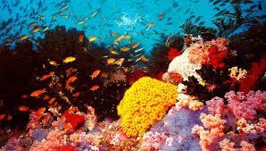 RAINFORESTS OF THE SEA Underneath the mighty ocean We the delicate coral reefs Form a colourful garden The sunlight seeps in The golden rays descending And our vibrant colours of Fiery Crimson Red