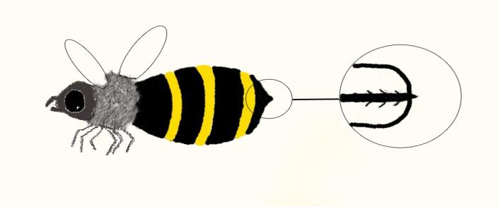 Ma am, did you know honey bees have barbs on their stingers? That s why they can only sting once; the stingers can't be pulled out. I said. Cut out the bee history shapes.