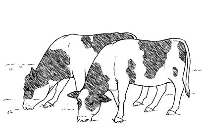 Cows Give Milk by Donald Abramson Drawings by Trina Bogen Cora the Flying