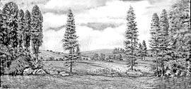 Landscape 39 x 21-37 lbs olling hills and scrub pines in foreground with open meadows in distance. 57-IB.