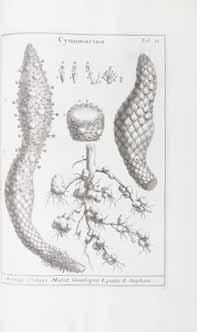 70 MICHELI, PIER ANTONIO. 1679-1737. Nova Plantarum genera juxta Tournefortii methodum disposita quibus plantae MDCCCC recensentur... Florence: Typis Bernardi Paperinii, 1729. Folio (290 x 205 mm).