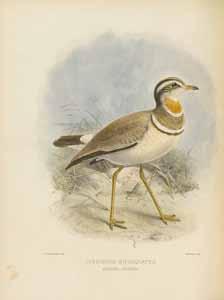 84 SEEBOHM, HENRY. 1832-1895. The Geographical Distribution of the Family Charadriidae, or the plovers, sandpipers, snipes, and their allies. London: Henry Sotheran & Co., [1887].