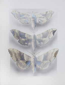 87 [MOTHS AND BUTTERFLIES]. LE CHARLES, L, photographer.