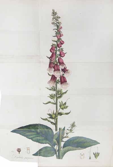 134 134 WITHERING, WILLIAM. 1740-1799. An Account of the Foxglove, and Some of its Medical Uses. WITH: An Account of the Scarlet Fever and Sore Throat, or Scarlatina Anginosa. Birmingham: M.