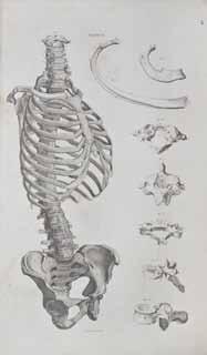 FIRST EDITION, of this impressive and highly successful collaboration between anatomist John Lizars and his brother William Home Lizars, a talented artist and head of the publishing and engraving