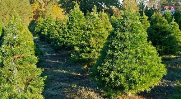 . When Jenny was a kid, her parents grew Virginia pine trees to sell as Christmas trees to supplement the family (teaching) income.