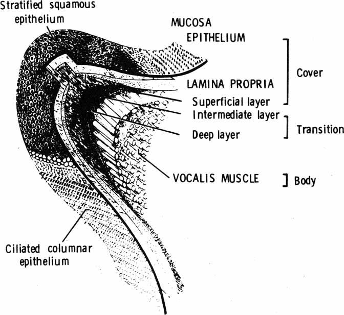 8 N. Henrich It is difficult to give strong evidence of these vocal tract adjustments, as the vocal tract resonances are difficult to measure reliably from the acoustic signal, especially when the
