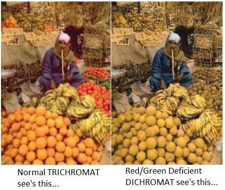 Most people are Color Deficient (cont.) * Severity of color deficiency/blindness divided into four categories: 1. Slight 2. Moderate 3. Strong & 4.